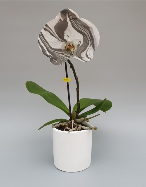 Phalaenopsis Optiflor Singolo Arto