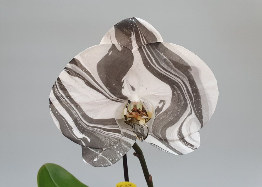 Phalaenopsis Optiflor Singolo Arto