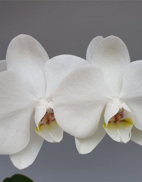 Phalaenopsis Optiflor Balletto