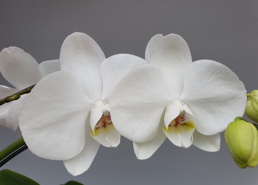 Phalaenopsis Optiflor Balletto