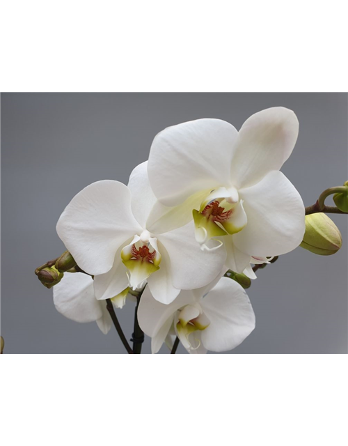 Phalaenopsis Hybriden
