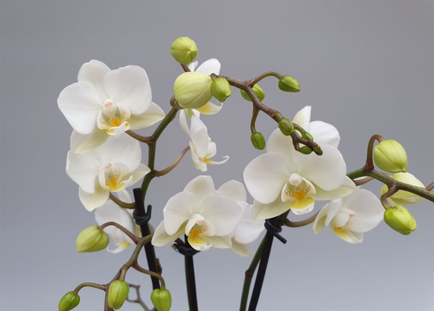 Phalaenopsis Hybriden Midi