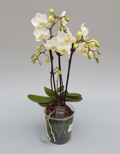 Phalaenopsis Hybriden Midi