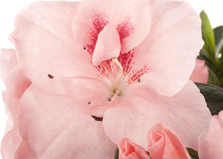 Rhododendron simsii, Azalee - Gärtnerei Schliebener
