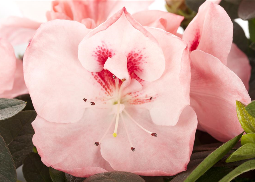 Rhododendron simsii, Azalee - Gärtnerei Schliebener
