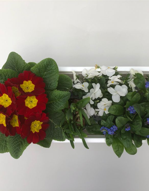 Pflanzen für Balkonkasten Frühling Nr. 1, Pflanzenauswahl für Kasten