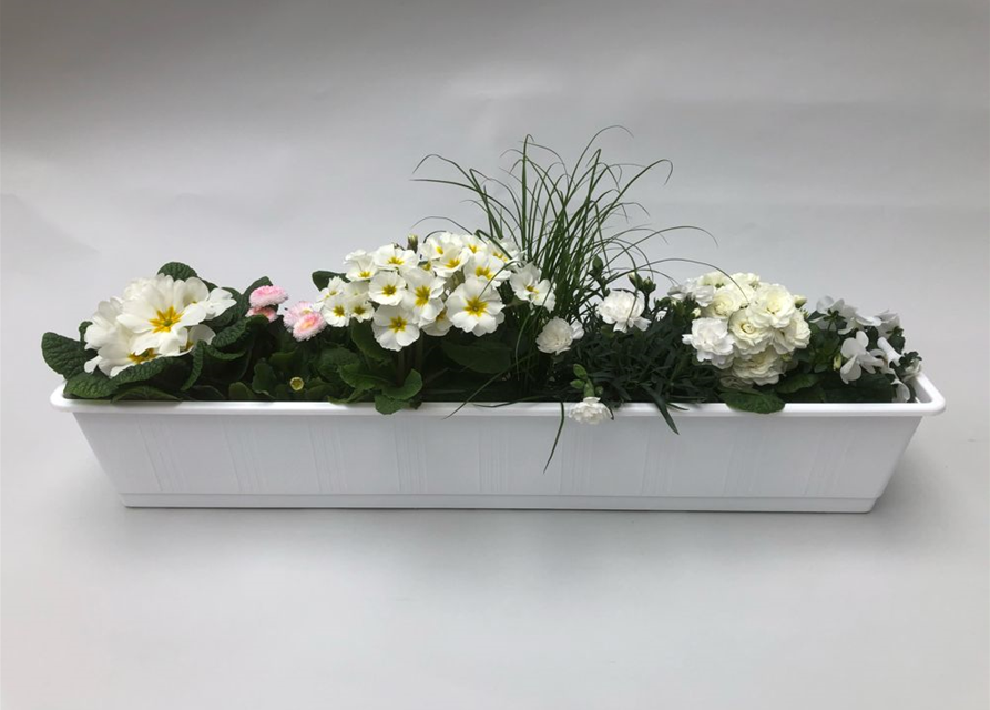 Pflanzen für Balkonkasten Frühling Nr. 4, Pflanzenauswahl für Kasten