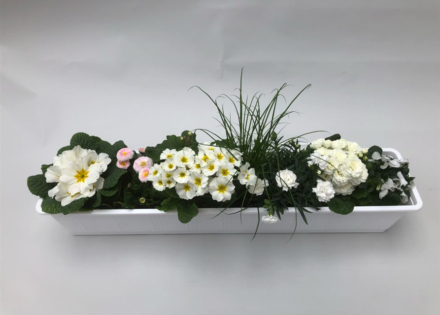 30+ Pflanzen Für Balkonkästen Frühling, Die frühlingsbepflanzung