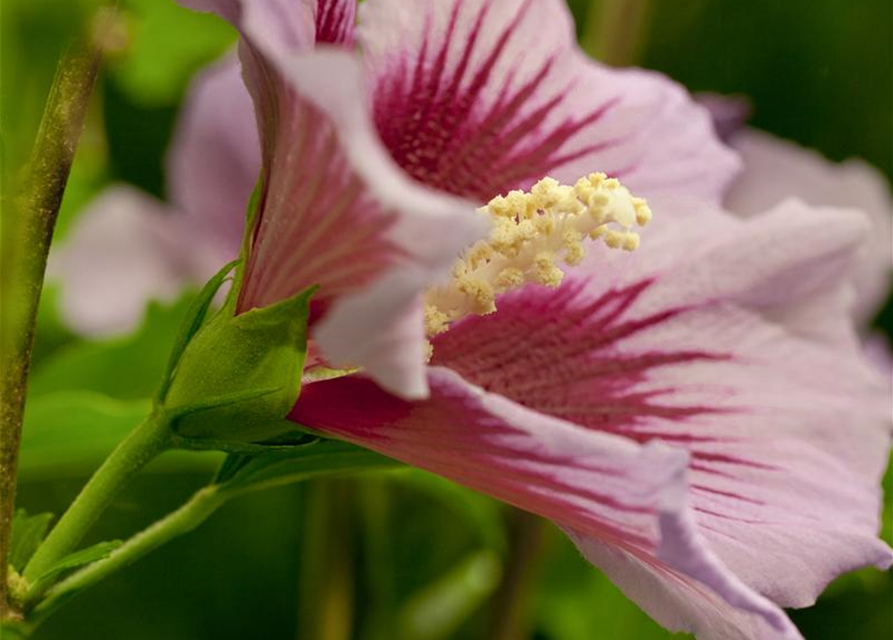 Hibiscus syriacus, Straucheibisch Stamm 60 cm Gärtnerei Schliebener