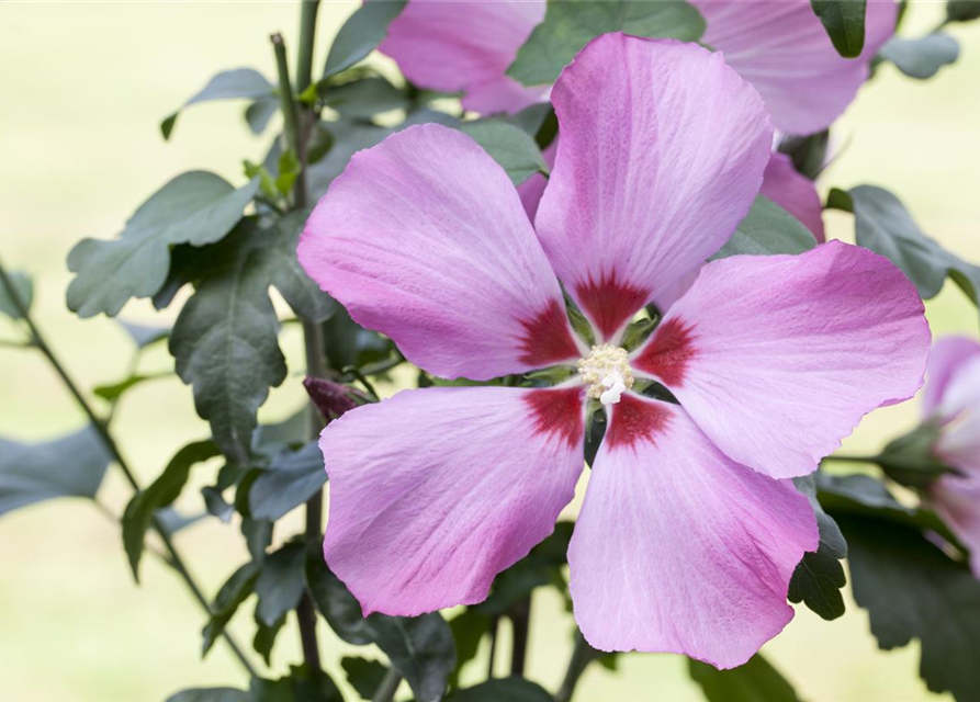 Hibiscus syriacus, Straucheibisch Stamm 60 cm Gärtnerei Schliebener