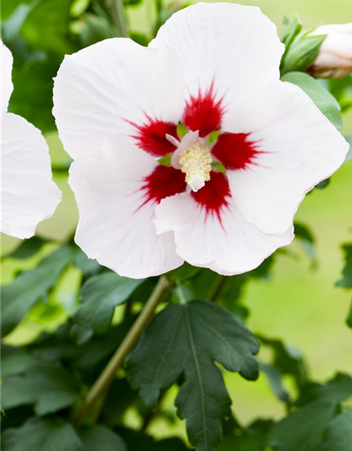 Hibiscus syriacus, Straucheibisch Stamm 60 cm Gärtnerei Schliebener