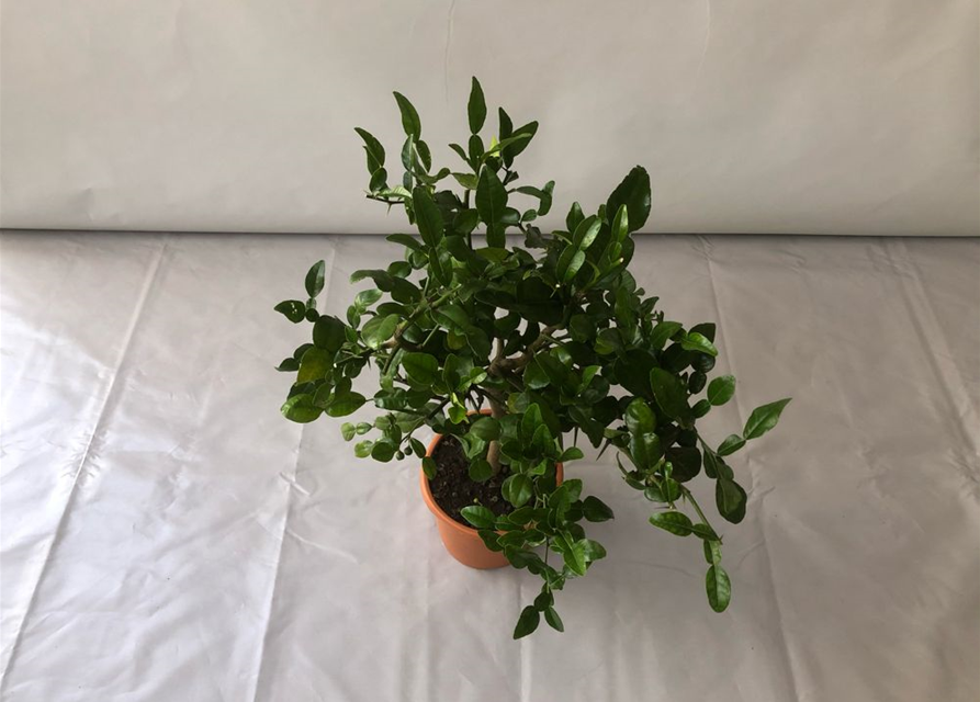 XXL Kaffir-Limette Pflanze Citrus Hystrix - 50-70cm Höhe Im 19cm Topf