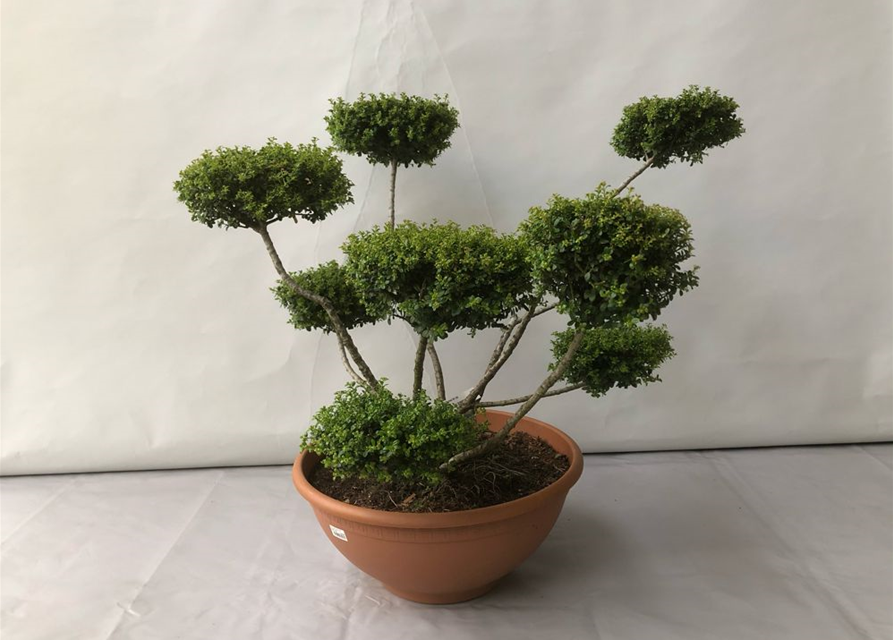 Ilex crenata Glorie Gem Bonsai