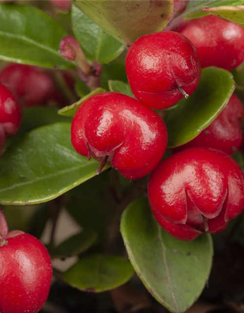 Gaultheria procumbens T6, Scheinbeere, Gaultherie - Gärtnerei Schliebener