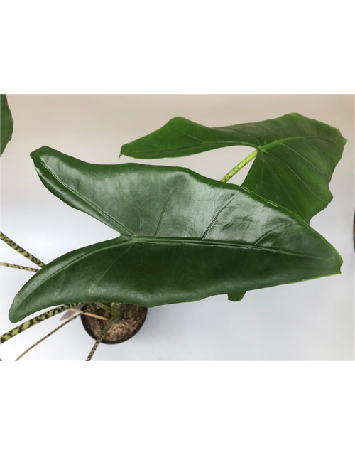 Alocasia amazonica Zebrina