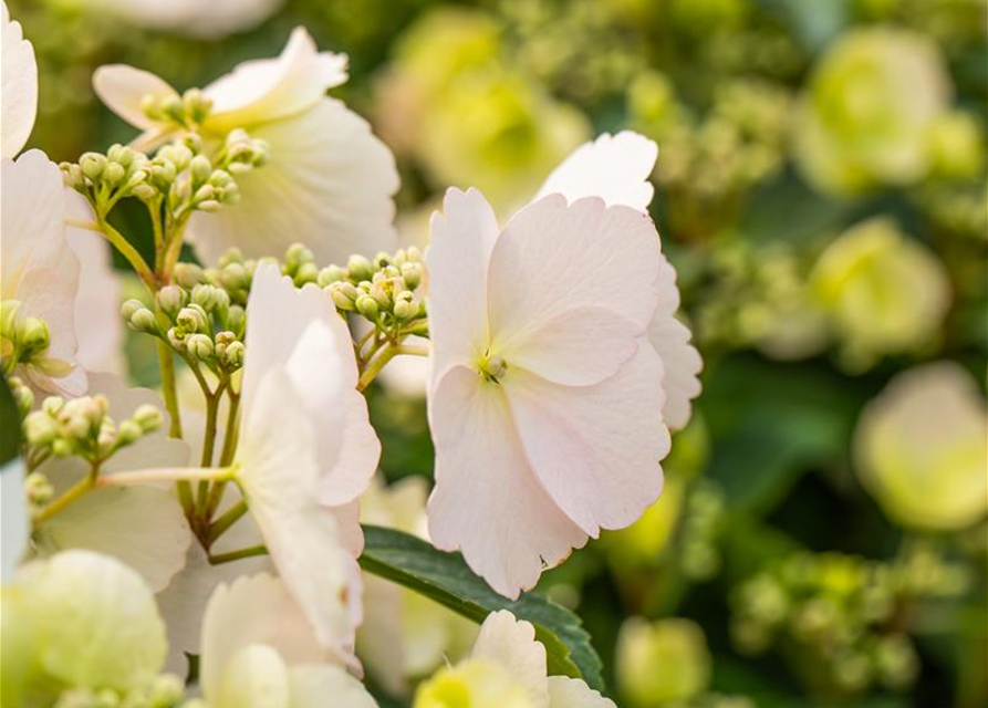 Hydrangea macrophylla Runaway Bride, GirlandenHortensie Gärtnerei