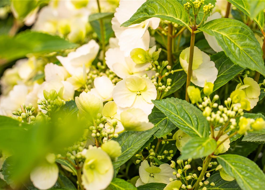 Hydrangea macrophylla Runaway Bride, GirlandenHortensie Gärtnerei
