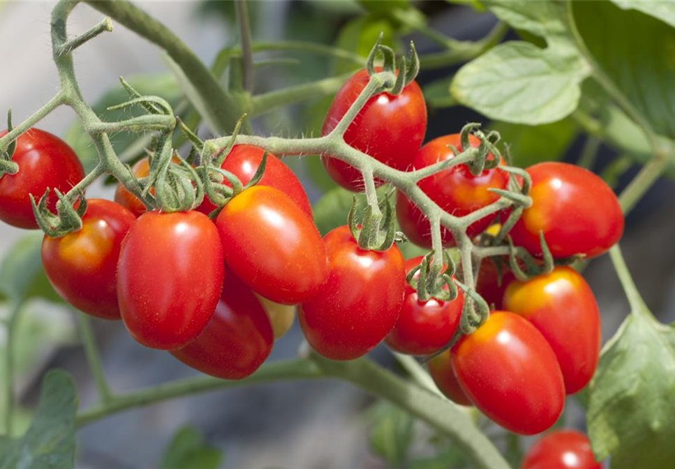 Tomaten ausgeizen