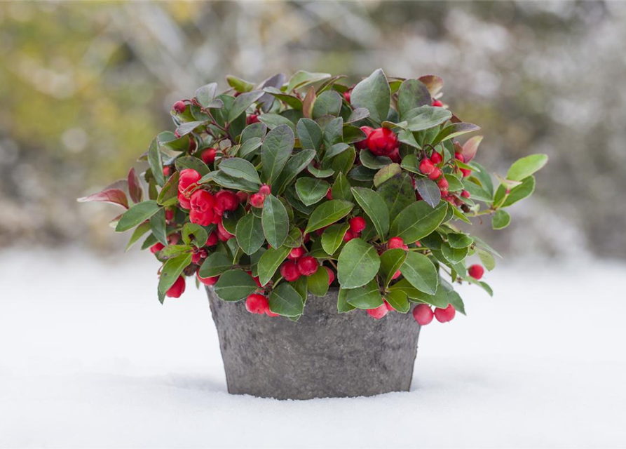 gaultheria-procumbens-t6-scheinbeere-gaultherie-g-rtnerei-schliebener