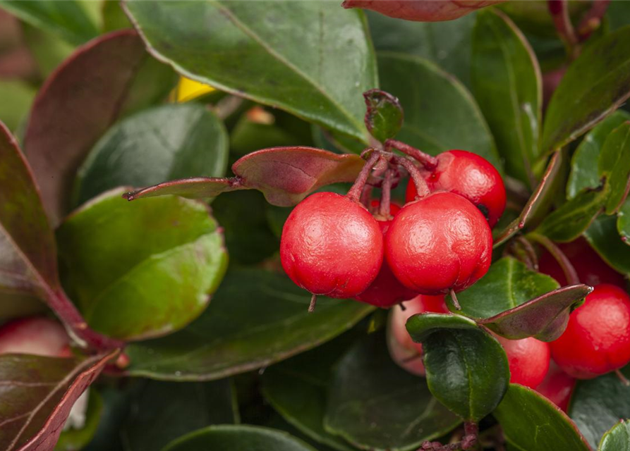 Gaultheria procumbens T11, Scheinbeere, Gaultherie - Gärtnerei Schliebener