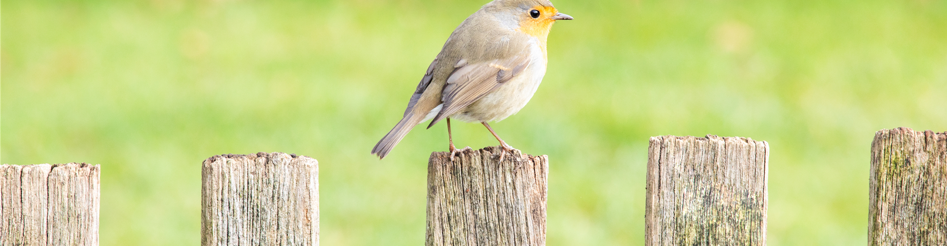 Vogelfutterhaus Aus Zedernholz – Wetterbeständig, Große Offene Plattform, Einfach Zu Montieren