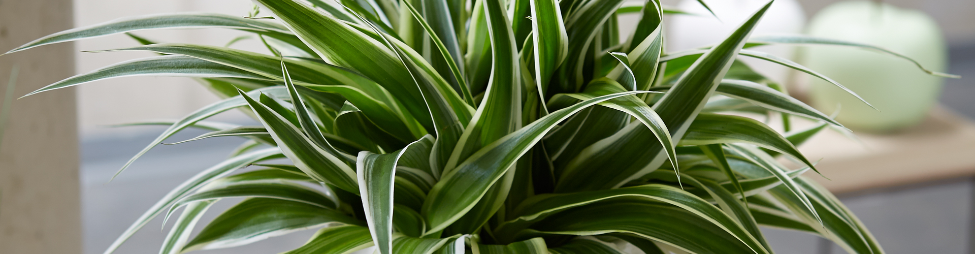 WIE GEHT... LUFTVERBESSERUNG? Gärtnerei Schliebener