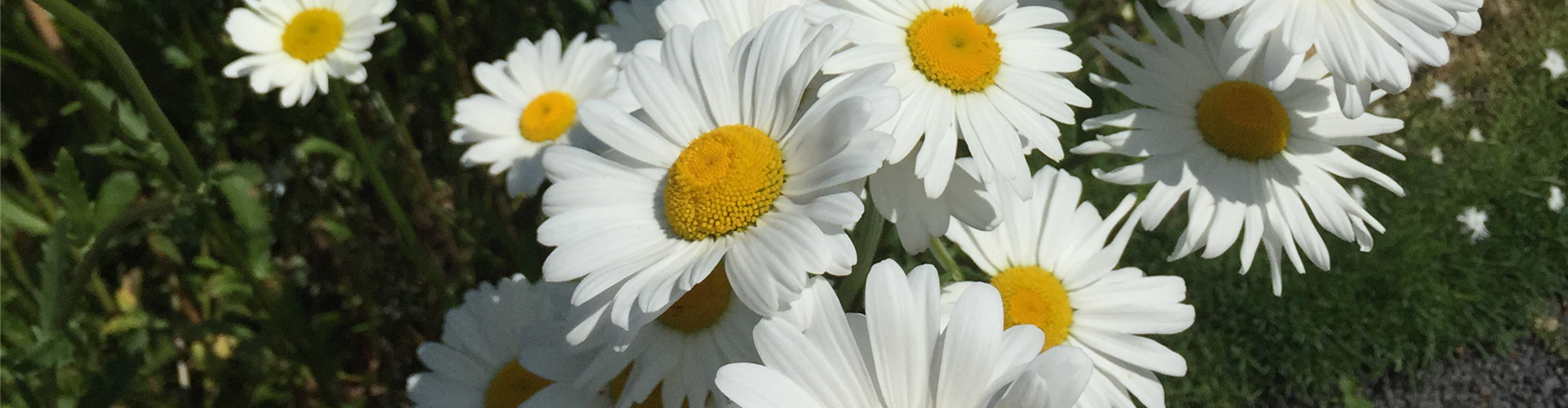 SOMMERMARGERITE Gärtnerei Schliebener