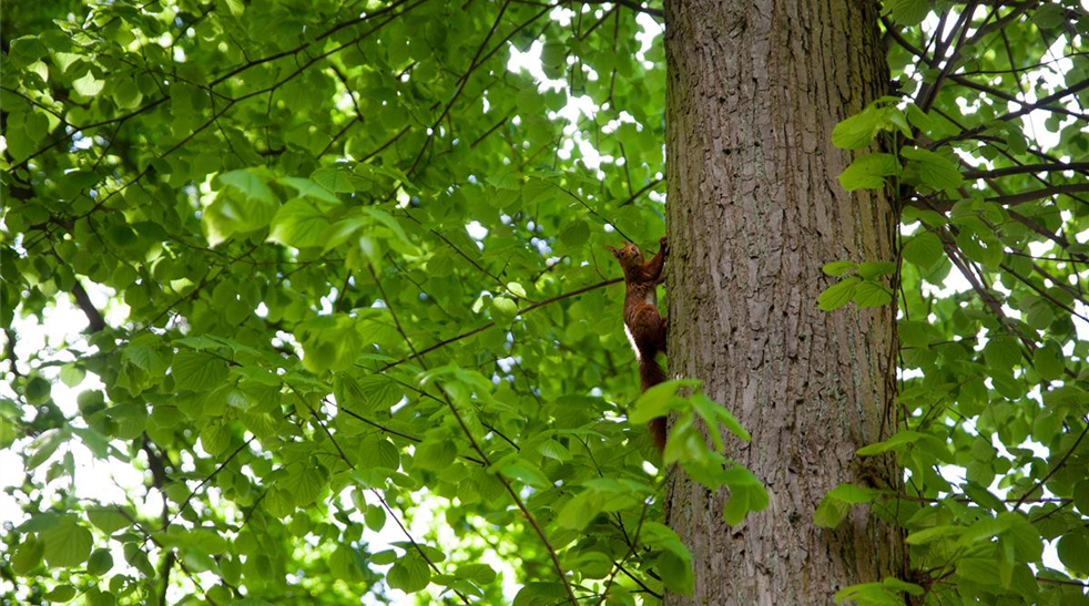 Eichhörnchen im Baum