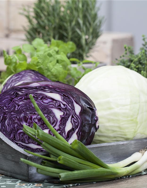 Brassica oleracea cap. f. Rubra Rooki F1