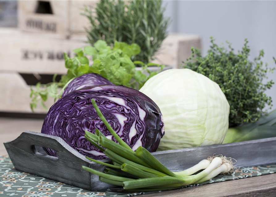 Brassica oleracea cap. f. Rubra Rooki F1