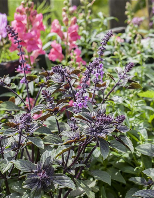 Ocimum basilicum Rot