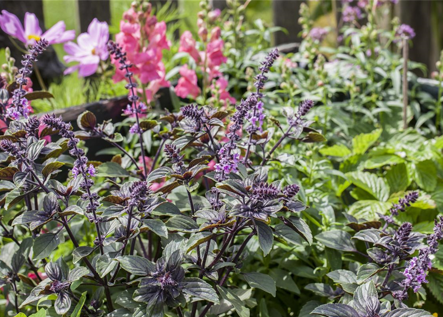 Ocimum basilicum Rot