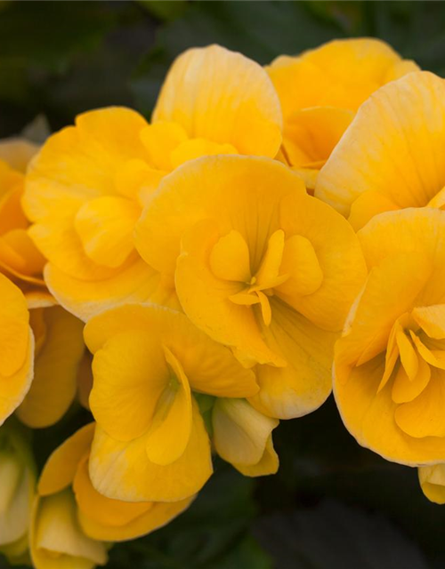 Begonia elatior Exclusiv Mix