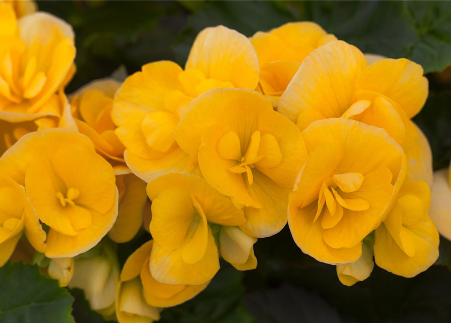 Begonia elatior Exclusiv Mix