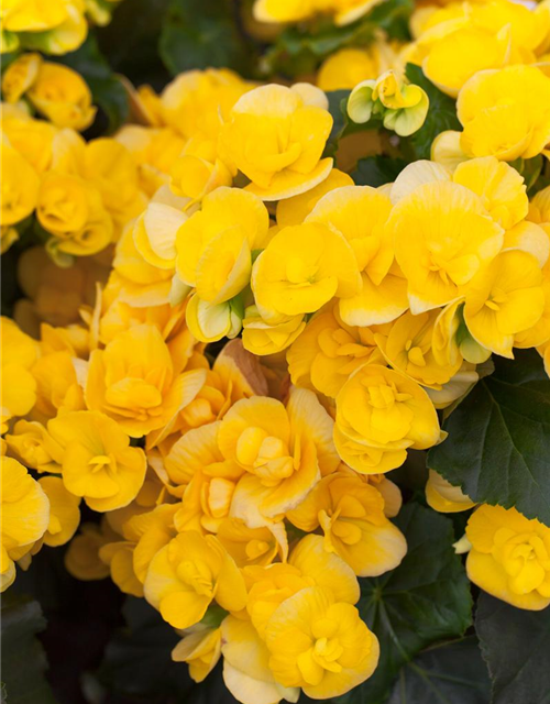 Begonia elatior Exclusiv Mix