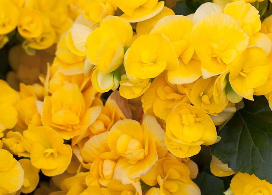 Begonia elatior Exclusiv Mix
