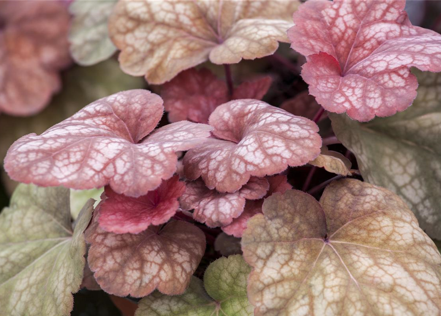 Heuchera hybr. Amber Lady