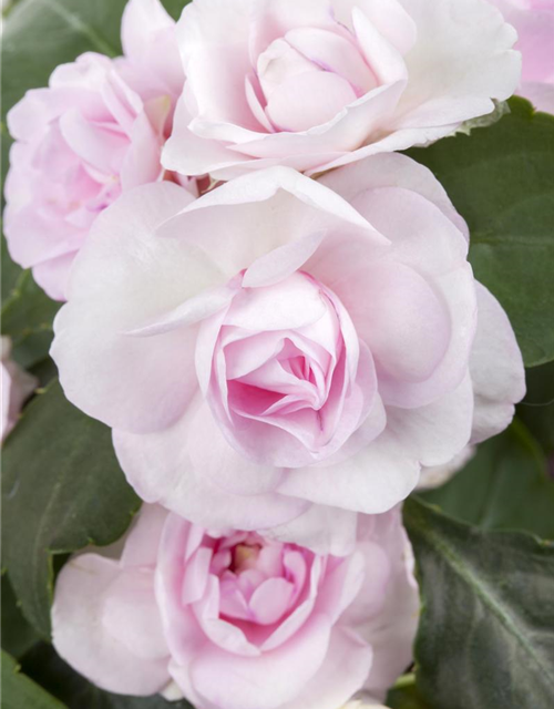 Impatiens