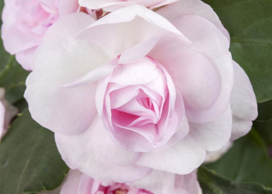 Impatiens