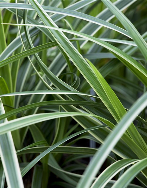 Carex foliosissima Icedance