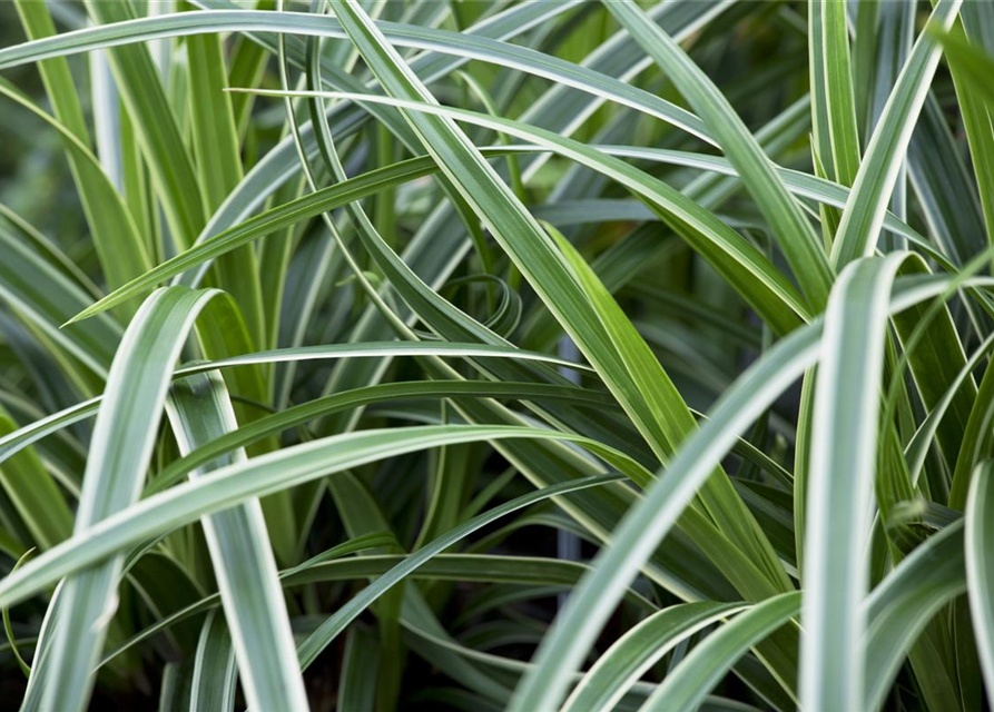 Carex foliosissima Icedance