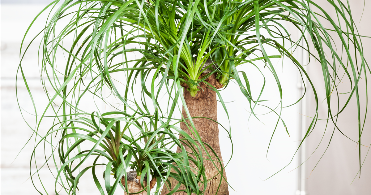 Beaucarnea recurvata, Elefantenfu - Grtnerei Schliebener