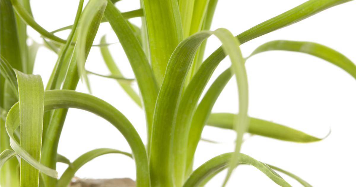 Elefantenfuss Pflanze 30-40cm - Beaucarnea Recurvata 12cm Topf