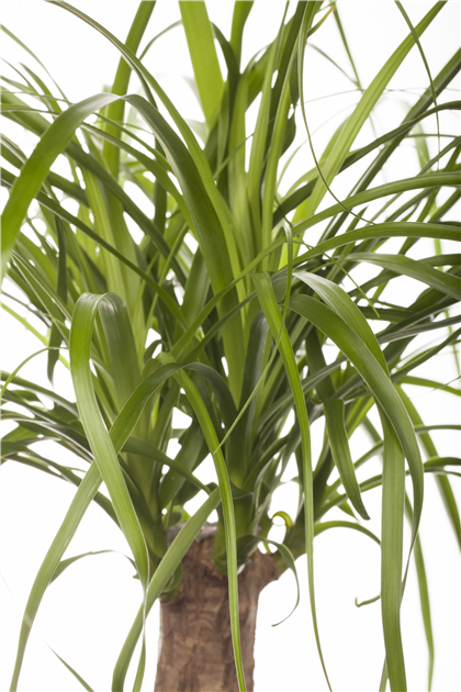 Beaucarnea recurvata, Elefantenfu - Grtnerei Schliebener