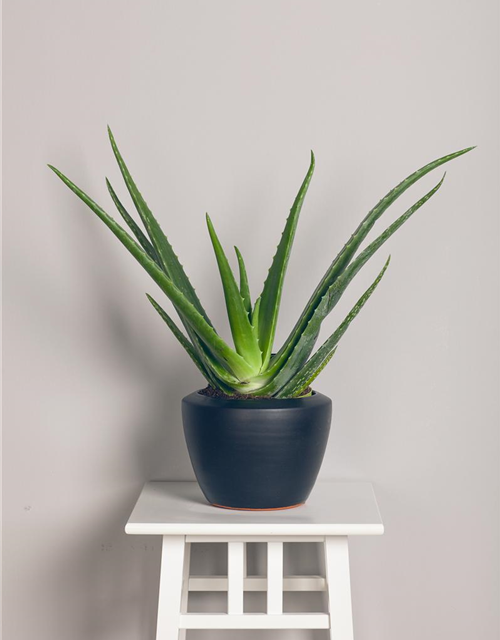Aloe Mix