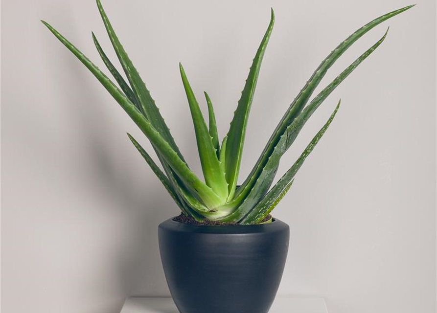 Aloe Mix