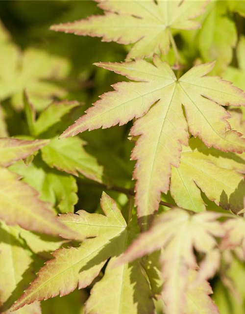 Acer palmatum Orange Dream