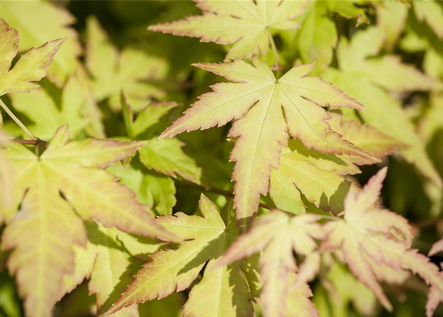 Acer palmatum Orange Dream
