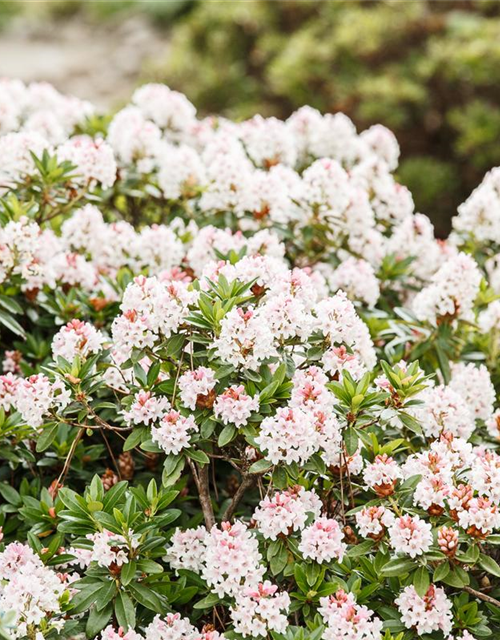 Rhododendron micranthum Bloombux®