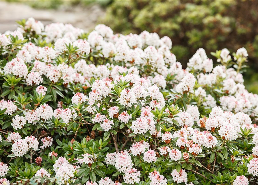 Rhododendron micranthum Bloombux®